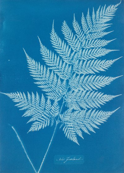 Nueva Zelanda de Anna Atkins